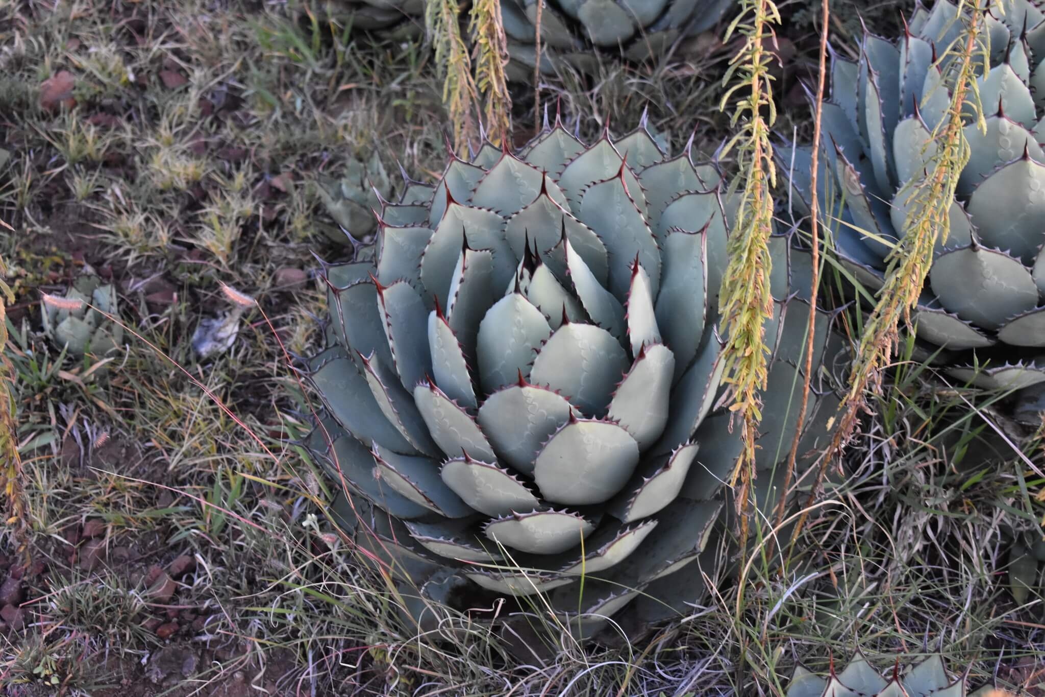 Agave parryi